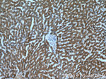 DCXR Antibody in Immunohistochemistry (Paraffin) (IHC (P))