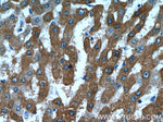 DCXR Antibody in Immunohistochemistry (Paraffin) (IHC (P))