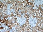 DCXR Antibody in Immunohistochemistry (Paraffin) (IHC (P))