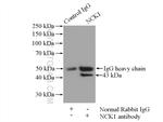 NCK1 Antibody in Immunoprecipitation (IP)