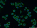 TXNL1 Antibody in Immunocytochemistry (ICC/IF)