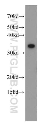 TXNL1 Antibody in Western Blot (WB)