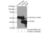 CKMT1A Antibody in Immunoprecipitation (IP)