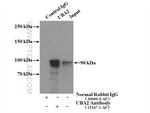 UBA2 Antibody in Immunoprecipitation (IP)