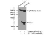 DTYMK Antibody in Immunoprecipitation (IP)