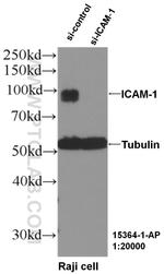ICAM-1 Antibody in Western Blot (WB)