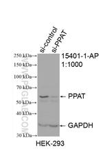 PPAT Antibody in Western Blot (WB)