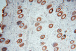 MYLIP Antibody in Immunohistochemistry (Paraffin) (IHC (P))