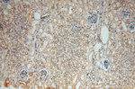 MYLIP Antibody in Immunohistochemistry (Paraffin) (IHC (P))