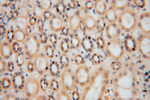 MYLIP Antibody in Immunohistochemistry (Paraffin) (IHC (P))