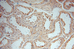 MYLIP Antibody in Immunohistochemistry (Paraffin) (IHC (P))