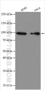 UNC45A Antibody in Western Blot (WB)