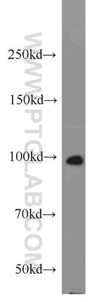 UNC45A Antibody in Western Blot (WB)