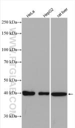 DNAJB11 Antibody in Western Blot (WB)