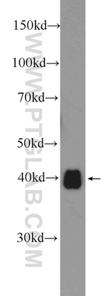 DNAJB11 Antibody in Western Blot (WB)