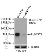 RUNX1T1 Antibody in Western Blot (WB)