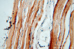 HACL1 Antibody in Immunohistochemistry (Paraffin) (IHC (P))