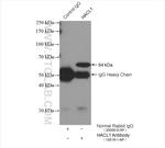 HACL1 Antibody in Immunoprecipitation (IP)