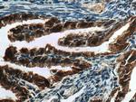 PRSS8 Antibody in Immunohistochemistry (Paraffin) (IHC (P))