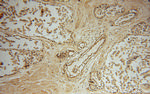 PRSS8 Antibody in Immunohistochemistry (Paraffin) (IHC (P))