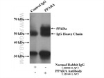 PPARA Antibody in Immunoprecipitation (IP)