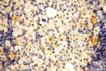 WDR5 Antibody in Immunohistochemistry (Paraffin) (IHC (P))