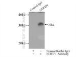 NDFIP1 Antibody in Immunoprecipitation (IP)