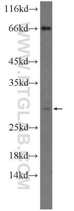 NDFIP1 Antibody in Western Blot (WB)