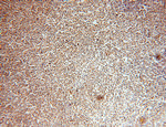 HMGB2 Antibody in Immunohistochemistry (Paraffin) (IHC (P))