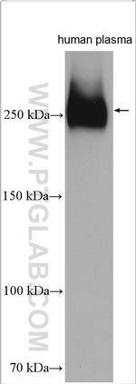 Fibronectin Antibody in Western Blot (WB)