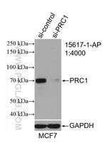 PRC1 Antibody in Western Blot (WB)