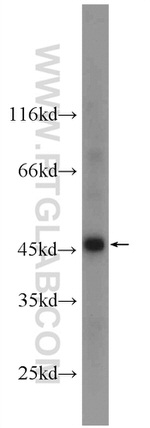 NSFL1C Antibody in Western Blot (WB)