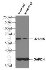 U2AF65 Antibody in Western Blot (WB)