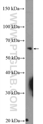 U2AF65 Antibody in Western Blot (WB)