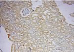 OPA3 Antibody in Immunohistochemistry (Paraffin) (IHC (P))