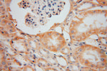 OPA3 Antibody in Immunohistochemistry (Paraffin) (IHC (P))