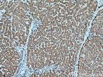 OPA3 Antibody in Immunohistochemistry (Paraffin) (IHC (P))