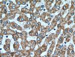 OPA3 Antibody in Immunohistochemistry (Paraffin) (IHC (P))