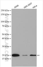 OPA3 Antibody in Western Blot (WB)