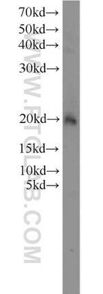 OPA3 Antibody in Western Blot (WB)