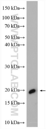 OPA3 Antibody in Western Blot (WB)