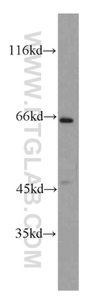 SH2D3A Antibody in Western Blot (WB)