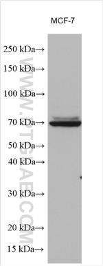 MTO1 Antibody in Western Blot (WB)