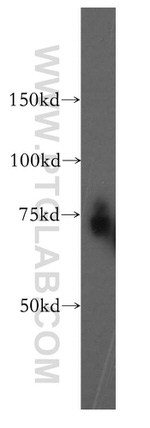 MTO1 Antibody in Western Blot (WB)