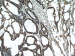 CD44 Antibody in Immunohistochemistry (Paraffin) (IHC (P))