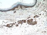 CD44 Antibody in Immunohistochemistry (Paraffin) (IHC (P))