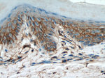 CD44 Antibody in Immunohistochemistry (Paraffin) (IHC (P))