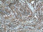 CD44 Antibody in Immunohistochemistry (Paraffin) (IHC (P))