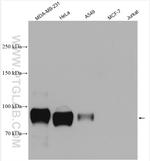 CD44 Polyclonal Antibody (15675-1-AP)