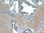 LZTS2 Antibody in Immunohistochemistry (Paraffin) (IHC (P))